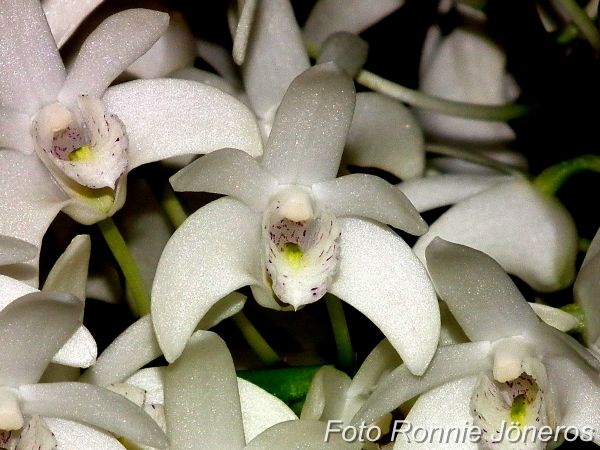 Dendrobium kingianum alba